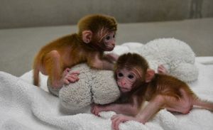 科学家用六种不同猕猴的细胞培育出了这几只可爱的小猴子